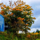 Illustration for article titled 76 Stunning Photos Of Fall Leaves